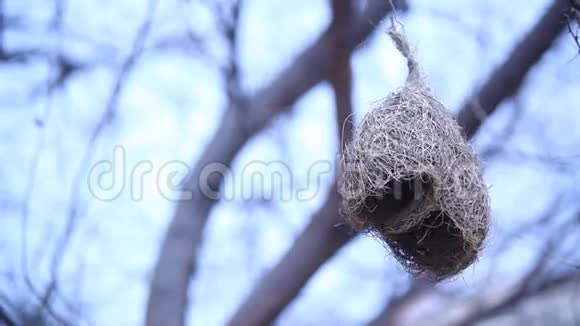 树上鸟巢的特写视频的预览图