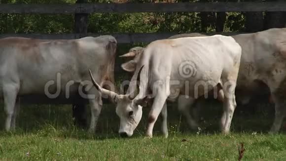 有角的奶牛在田里放牧匈牙利灰牛视频的预览图