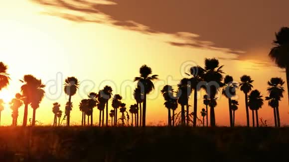 热带丛林背景日落时棕榈树的轮廓视频的预览图