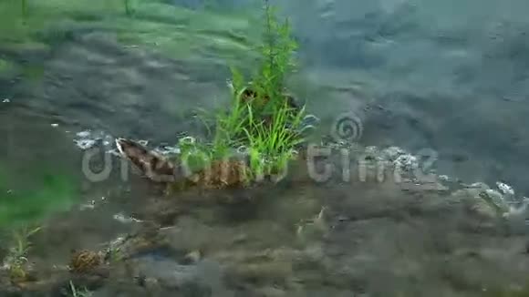 雄铁鸭在河里游泳视频的预览图