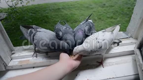 夏天用手喂鸽子视频的预览图