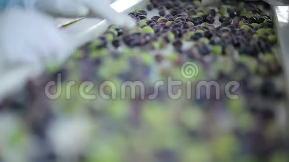 橄榄油生产和工艺视频的预览图