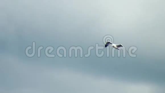 海鸥在蓝云中飞翔鸟儿在飞翔特写视频的预览图