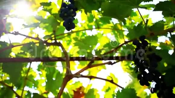 成熟的葡萄酒葡萄和早晨的阳光高清高清视频的预览图