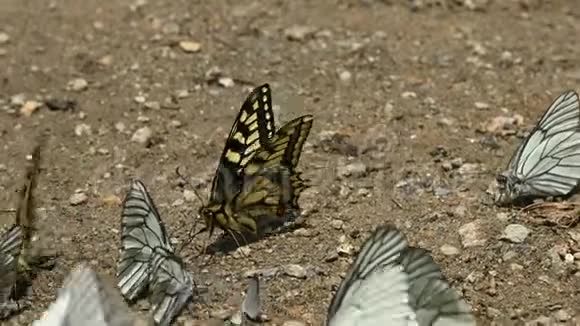 特写一群青色翅膀的蝴蝶在山区吸收营养并在地面上爬行A视频的预览图