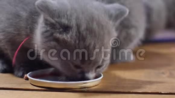 小猫吃食物视频的预览图