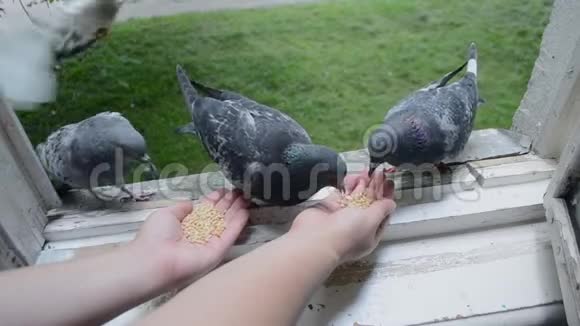 夏天用手喂鸽子视频的预览图