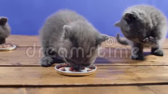 小猫吃食物视频的预览图
