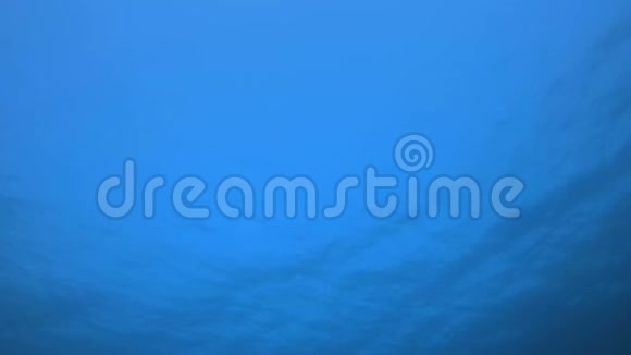 水下蓝色背景视频的预览图