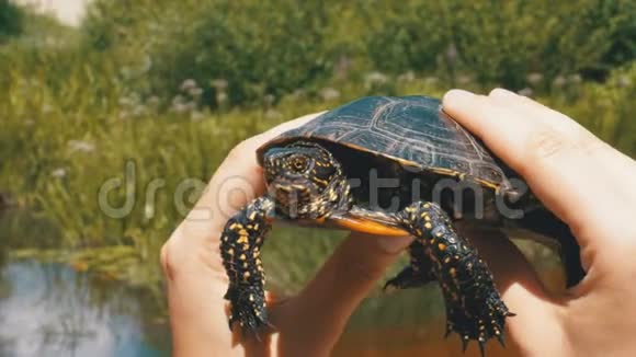 河流背景下女性手中的小海龟视频的预览图
