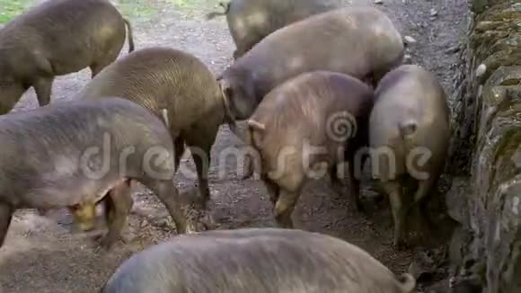 黑伊比利亚猪在田间吃橡子猪群放牧视频的预览图