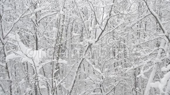 落叶林背景下的积雪视频的预览图