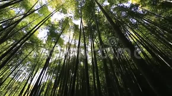 竹林背景视频的预览图