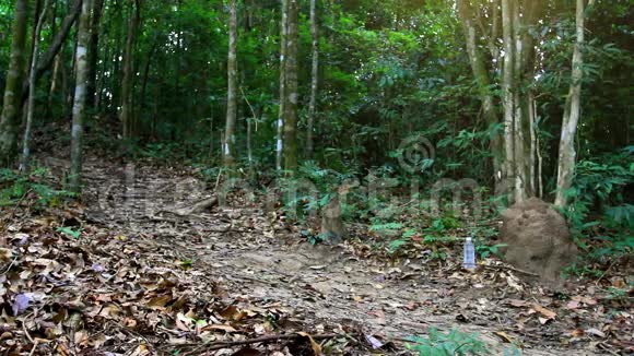 年轻的健身女子在丛林森林里奔跑视频的预览图