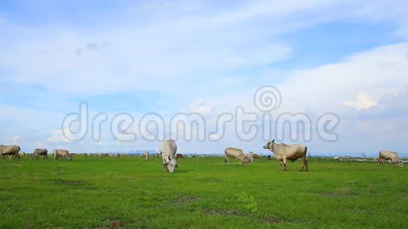 牛在草地上吃草视频的预览图