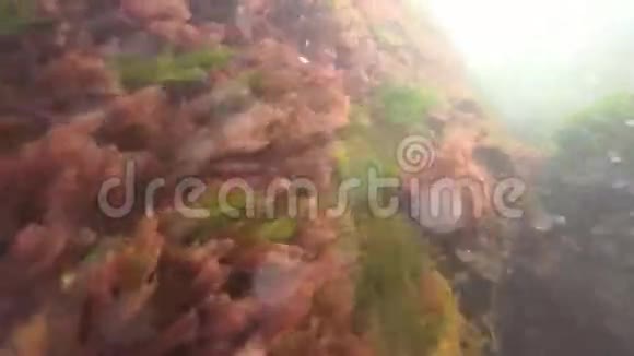 黑海中的海绿浒苔和红藻斑藻视频的预览图