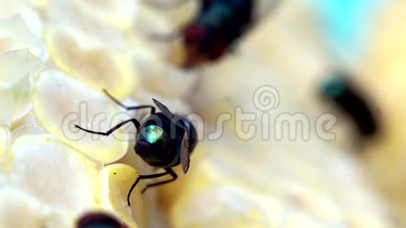 家蝇在黄色的玉米芯上爬行视频的预览图