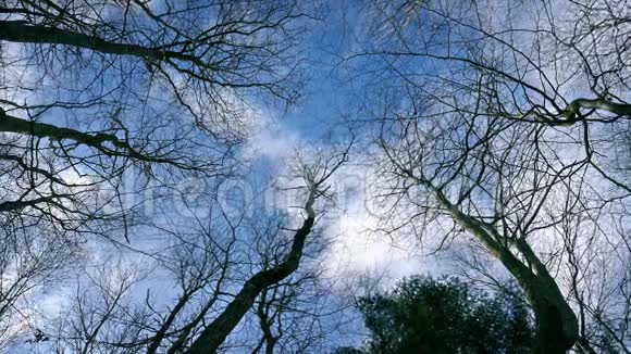 仰望天空透过树枝视频的预览图
