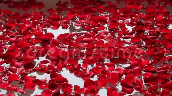 印度北方邦阿格拉阿玛尔别墅酒店浴缸中的泛红玫瑰花瓣视频的预览图