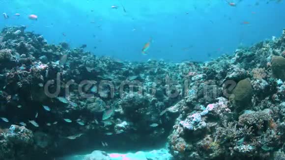 珊瑚礁的浅水区视频的预览图