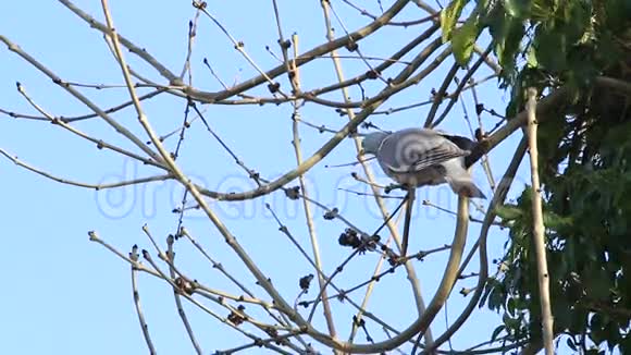 四月木鸽坐在树枝上视频的预览图