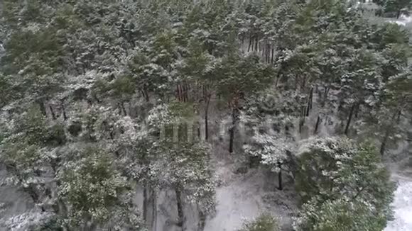 鸟瞰冬季松林冬季航空摄影视频的预览图