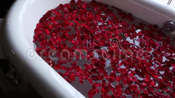 印度北方邦阿格拉阿玛尔别墅酒店浴缸中的泛红玫瑰花瓣视频的预览图