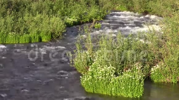 风景秀丽的山溪和野花视频的预览图