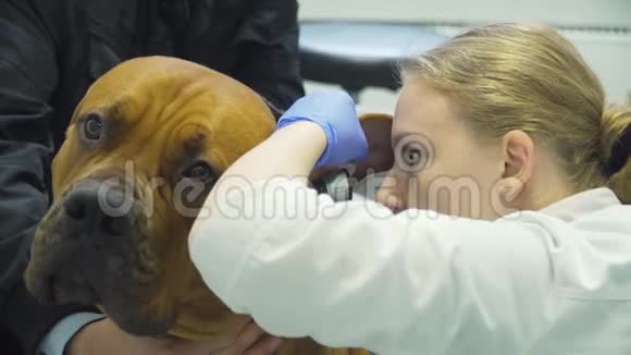 兽医诊所里的狗视频的预览图
