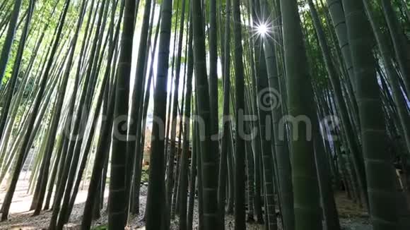 竹林背景森林视频的预览图