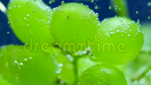 水中的绿葡萄视频的预览图
