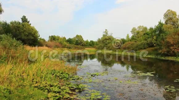 风景如画的池塘和睡莲视频的预览图