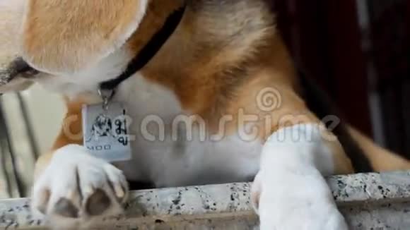 可爱的小猎犬的特写肖像视频的预览图