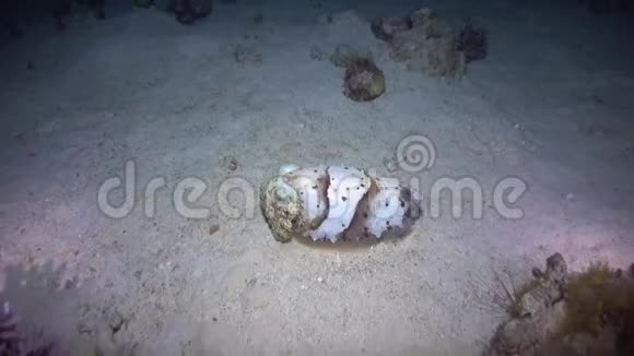 红海里的鱿鱼视频的预览图