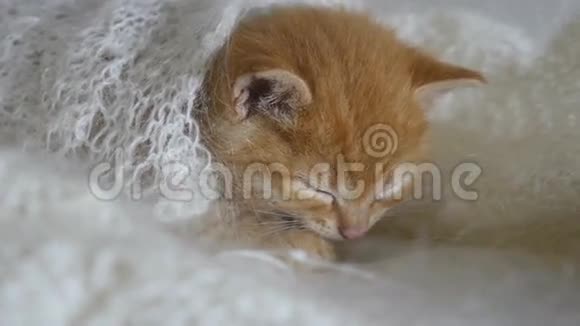 红发猫小猫睡着裹着针织披肩的羽绒视频视频的预览图