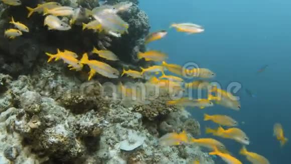 水下的黄鱼视频的预览图