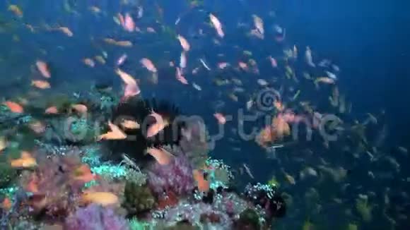 学校成群的五颜六色的鱼在海汤上的珊瑚礁视频的预览图