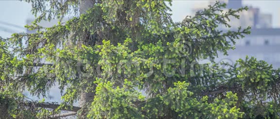青嫩的杉树针视频的预览图
