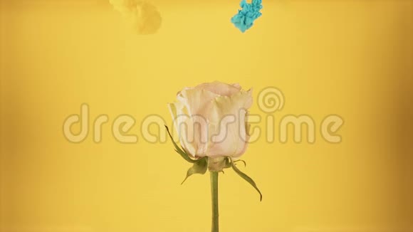五颜六色的水滴落在黄色背景下美丽的白色玫瑰上视频的预览图