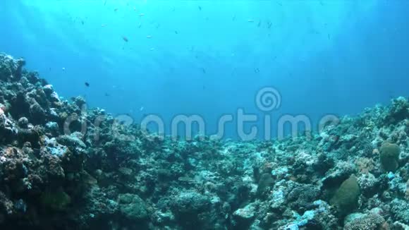 珊瑚礁的浅水区视频的预览图