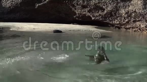 新西兰金湾的年轻海豹视频的预览图