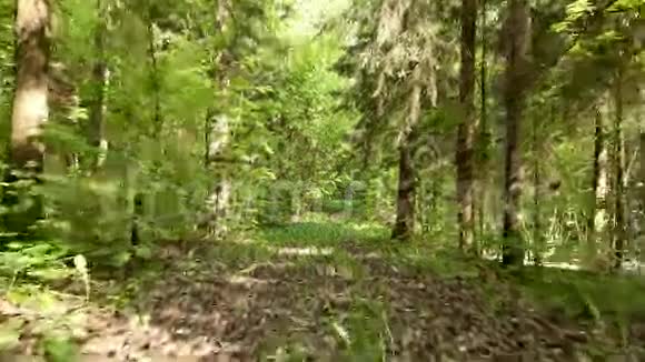 在森林里飞翔平滑和缓慢的稳定凸轮射击白天干净明亮视频的预览图