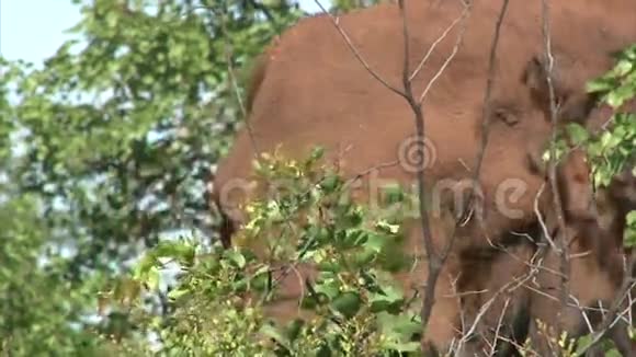 在灌木丛中放牧的大象视频的预览图
