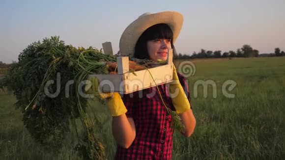 女孩红脖子农夫农业收获生态农业一个概念慢动作视频快乐的女孩在收割散步视频的预览图