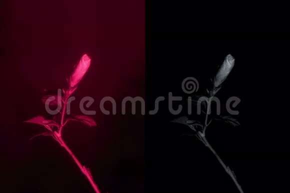 4K红外线下的花盛开的红芙蓉花视频的预览图