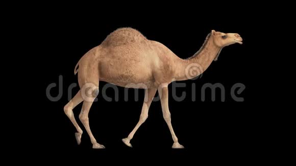 骆驼周期性走阿尔法通道视频的预览图