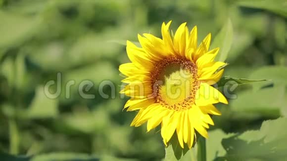 一片向日葵的田野一朵美丽的花在前景中在焦点中视频的预览图