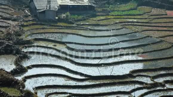 美丽的稻田景观视频的预览图
