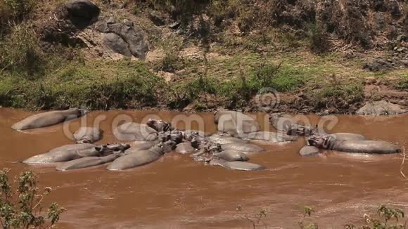 河马河马两栖动物成年人睡在河里马赛马拉公园在肯尼亚视频的预览图