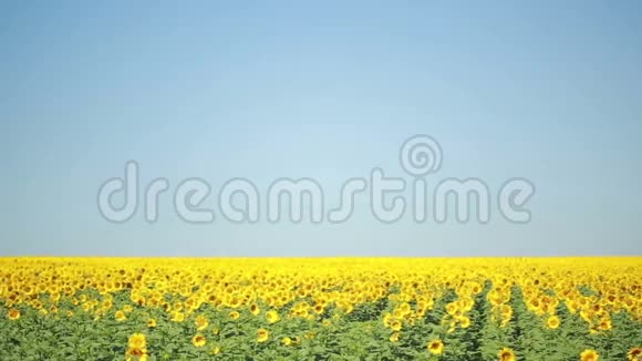 一片向日葵的田野一朵美丽的花在前景中在焦点中视频的预览图